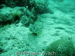Lizard fish on the inside reef off of Lauderdale by the Sea by Michael Kovach 